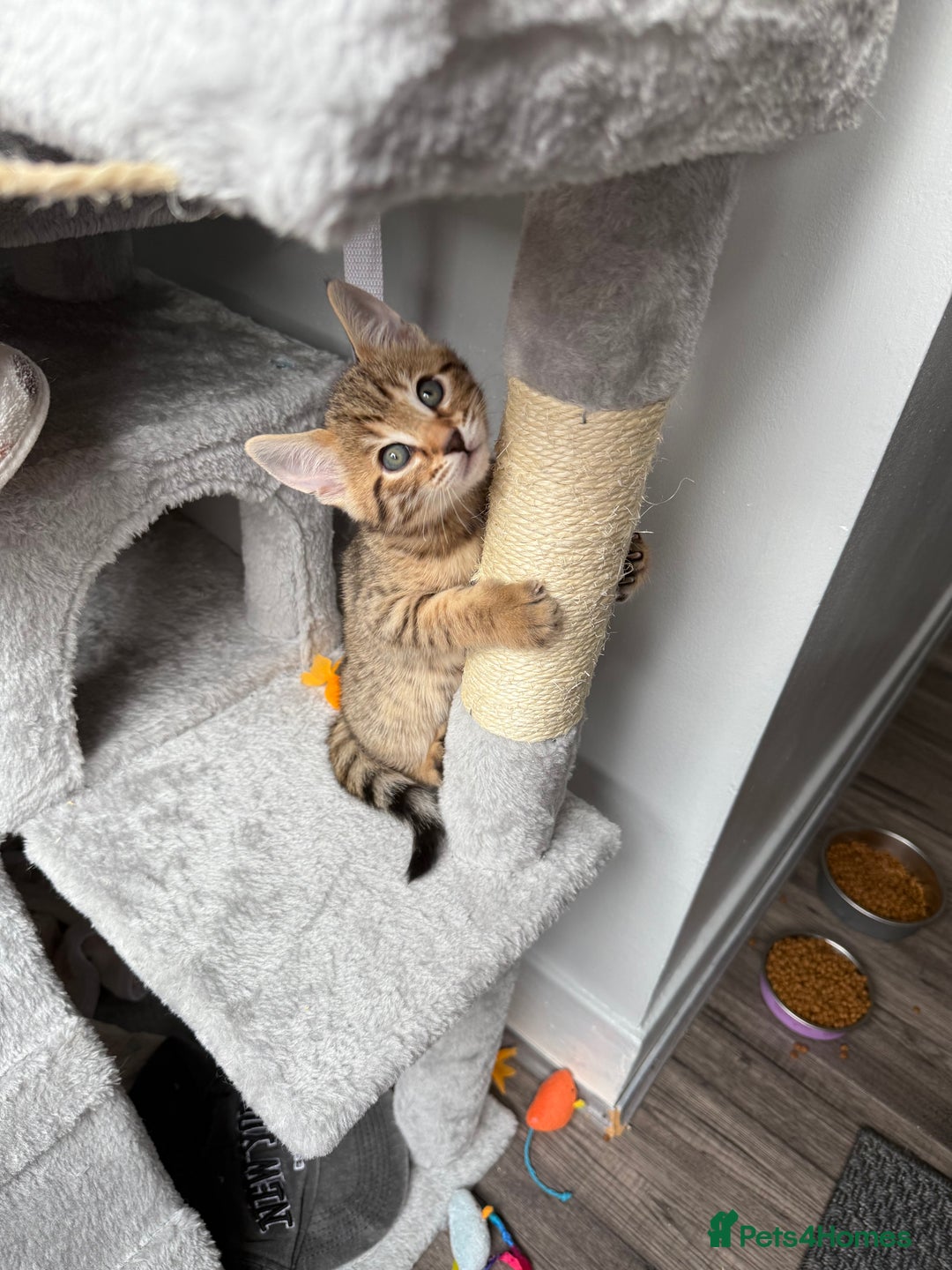 Bengal cats for sale: 2 bengal kittens left for sale to loving home - Image 20