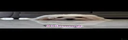 Maltipoo dogs for sale:  **  Maltipoo puppy’s  in Swanley - Advert 26