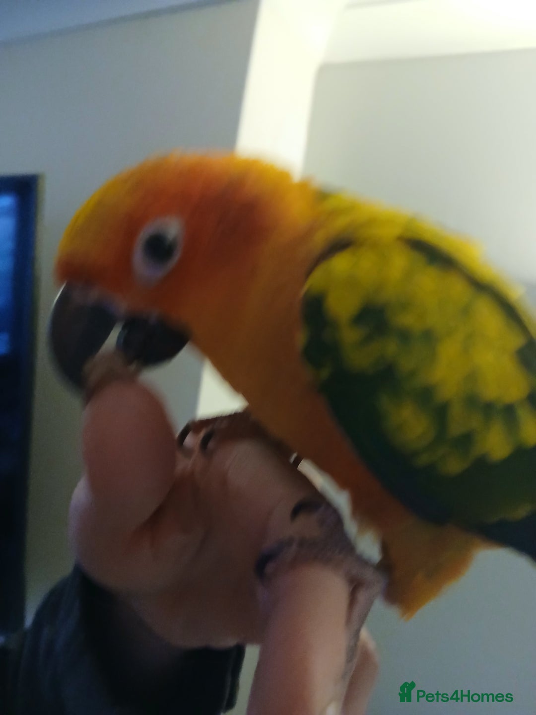Conures birds for sale: Baby female Sun Conure. DNA certificate. - Advert 3