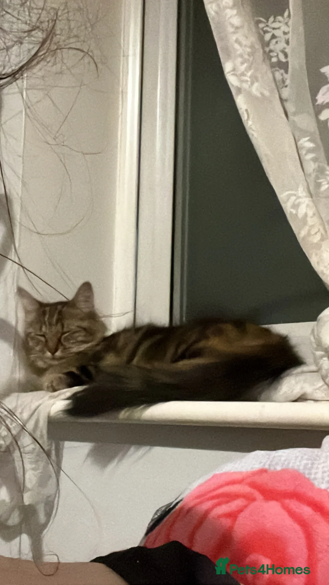 Mixed Breed cats for sale: Last female tabby kitten left  - Advert 1