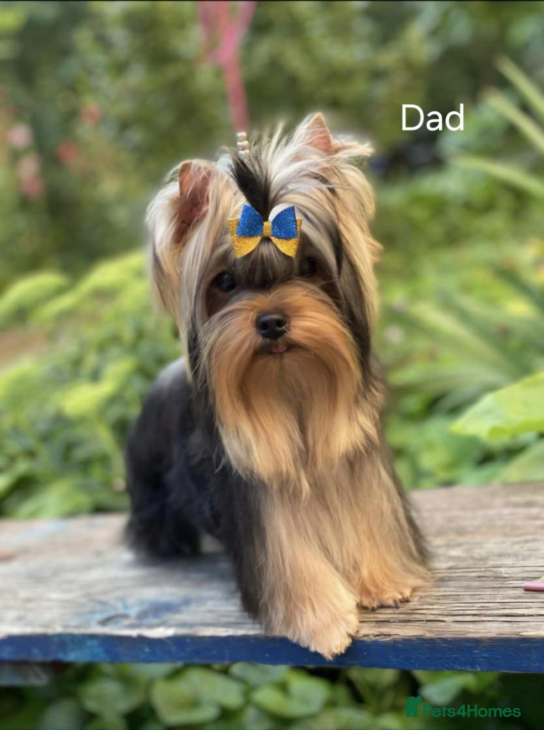 Yorkshire Terrier dogs for sale: Mini Yorkshire Terrier female pups - Advert 13