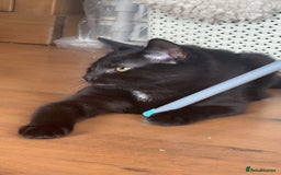 Mixed Breed cats for sale: Male kitten  - Image 2