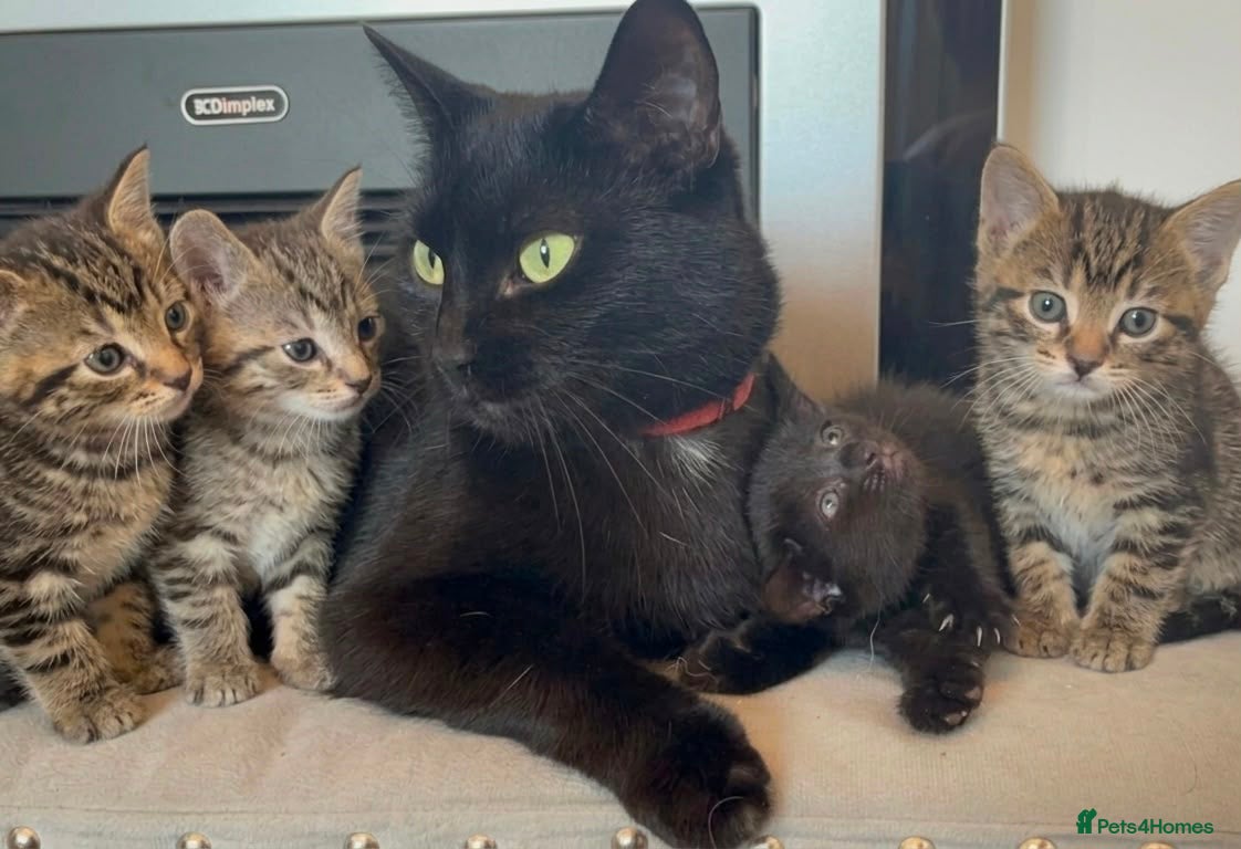 Mixed Breed cats Gorgeous mixed shorthair - Advert 6