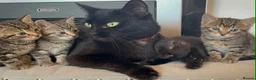 Mixed Breed cats for sale: Gorgeous mixed shorthair in Wareham - Advert 1