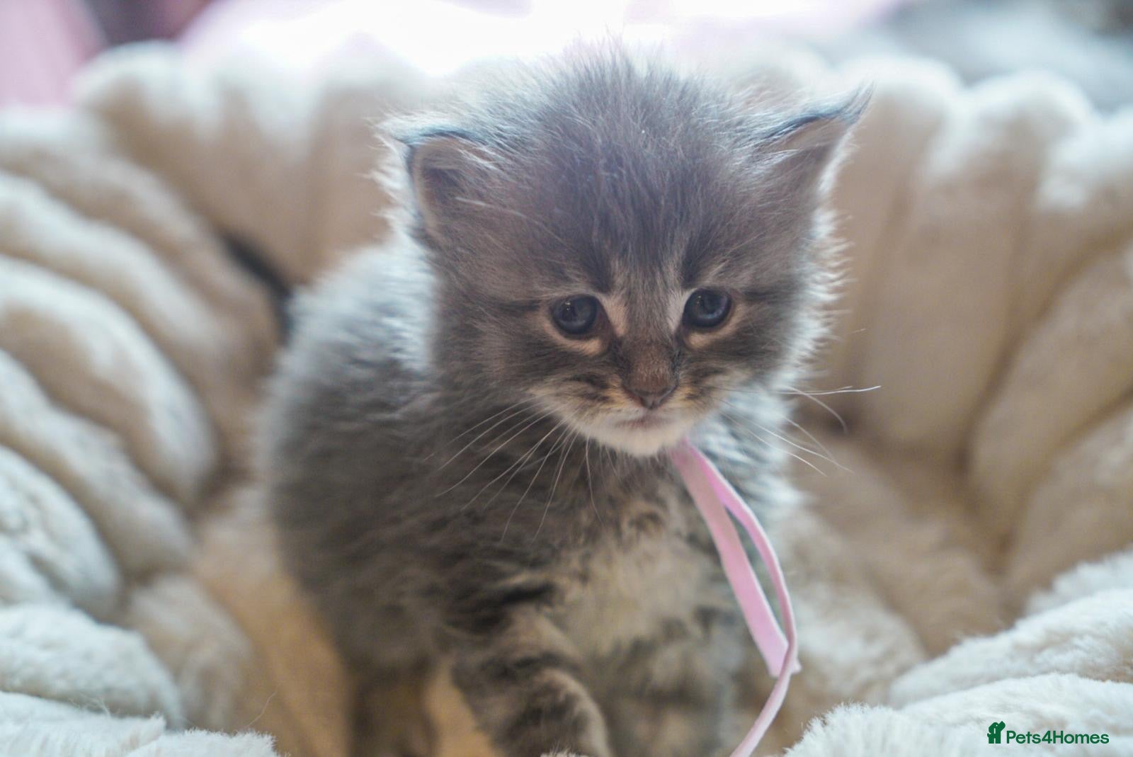 Maine Coon cats Gorgeous Mainecoon kittens ready 10th June  - Advert 2