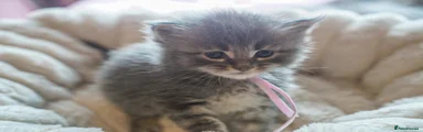 Maine Coon Kitten 5