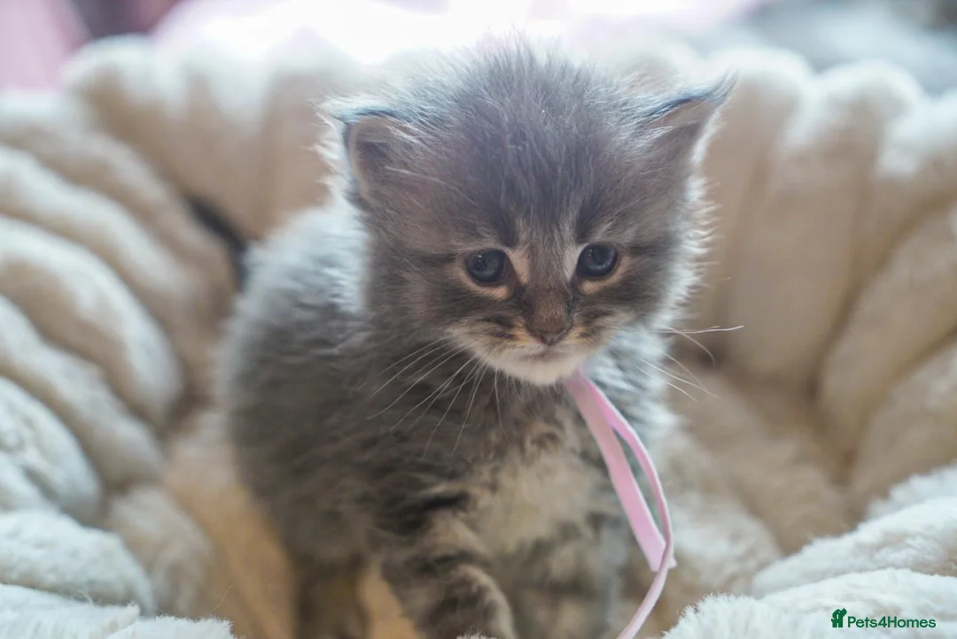 Maine Coon cats for sale: Gorgeous Mainecoon kittens ready 10th June  - Advert 1