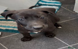Mixed Breed dogs for sale: Great Dane X German Shepherd’s  - Image 22