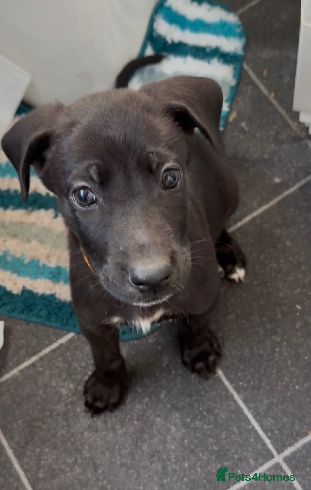 Mixed Breed dogs for sale: Great Dane X German Shepherd’s  - Image 22