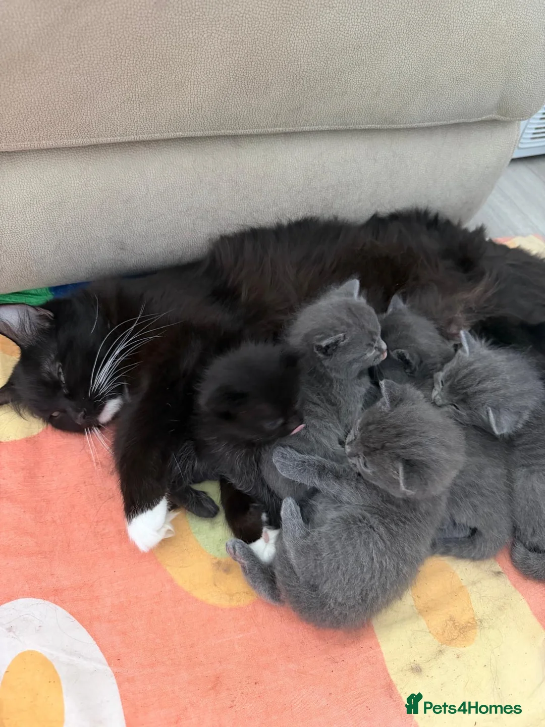 Mixed Breed cats for sale: Ragdoll/ British Shorthair kittens  - Advert 10
