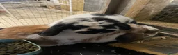 Dwarf Lop rabbits for sale: Two dwarf lops for sale in Uxbridge - Advert 3