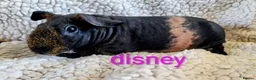 Guinea Pig rodents for sale: Skinny guinea pigs - Advert 3