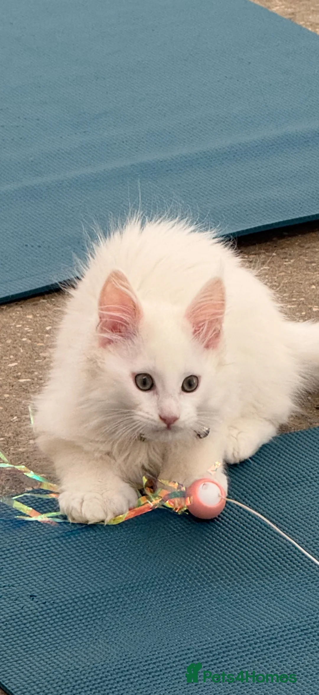 Maine Coon cats for sale: 🤍 Exceptional Polydactyl Champion Lines MC in Sidcup - Advert 2