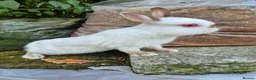 Netherland Dwarf rabbits for sale: Young Netherland dwarf buck for sale £50 in Manchester - Advert 8