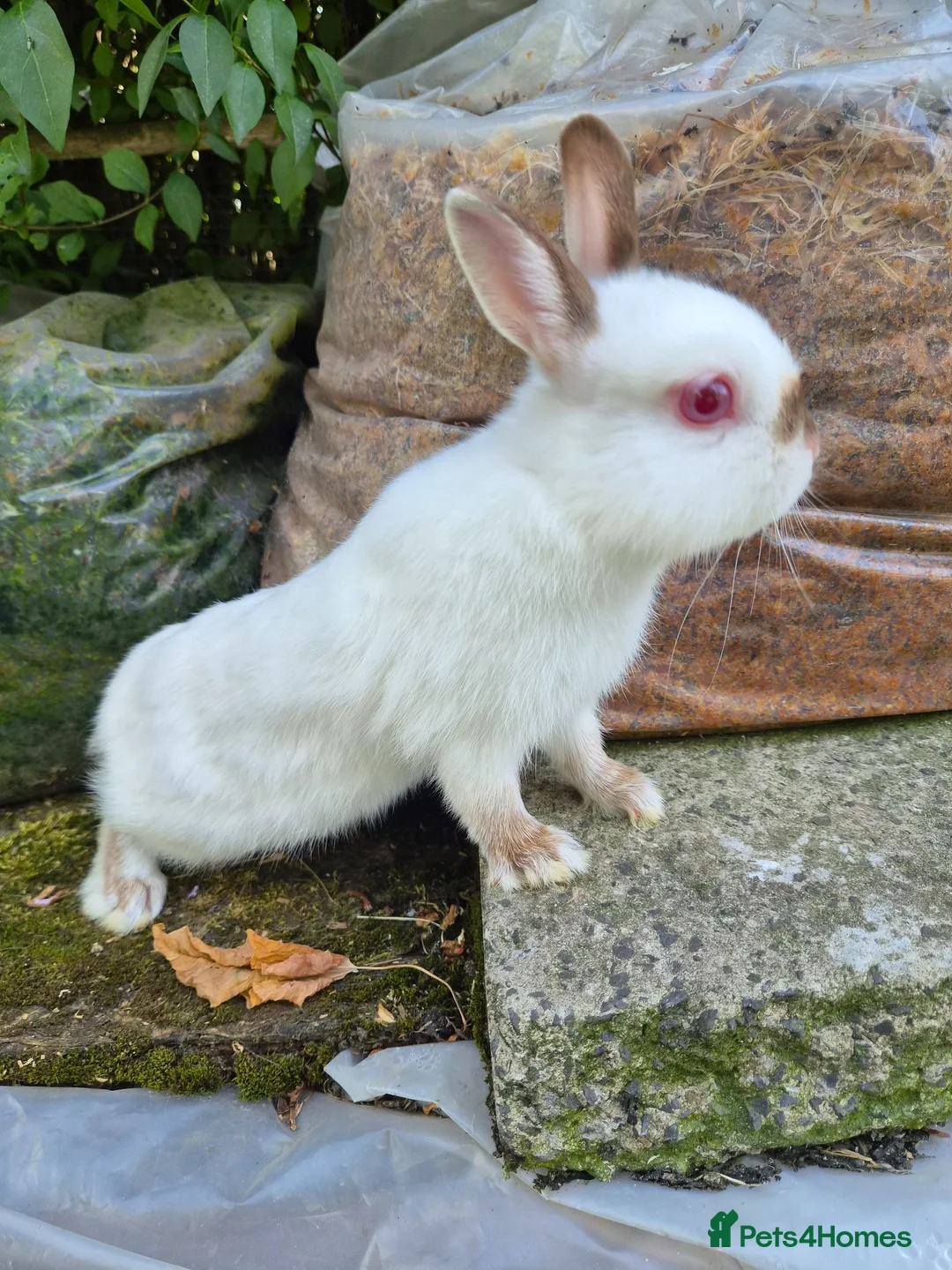 Netherland Dwarf rabbits for sale: Young Netherland dwarf buck for sale £50 in Manchester - Advert 8