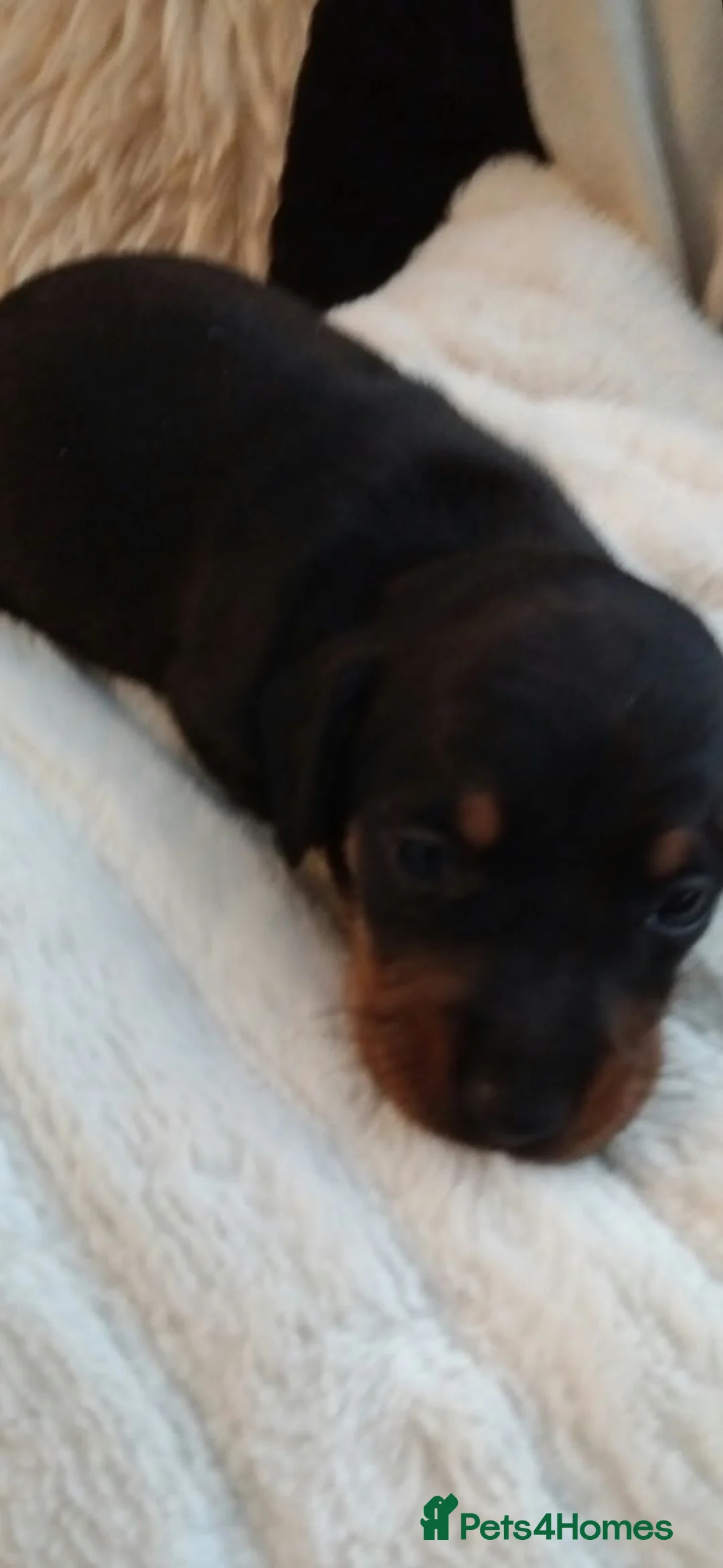 Dachshund dogs for sale: Miniature dachshund  - Advert 2