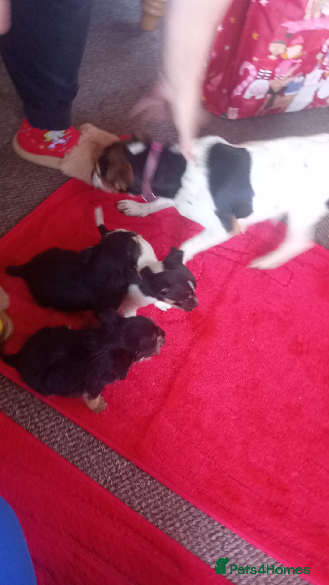 Mixed Breed dogs for sale: Jack Russell puppies  - Advert 12