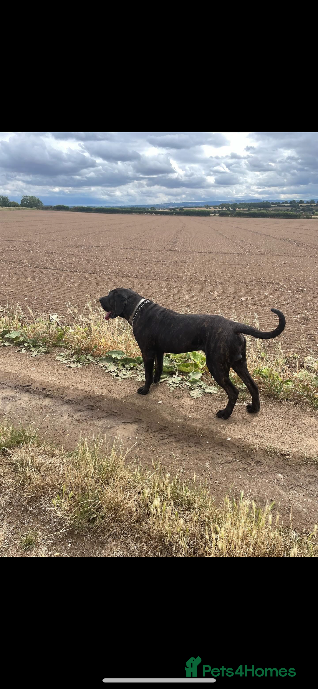 Presa Canario dogs for sale: Presa canario 4 years old  - Advert 4