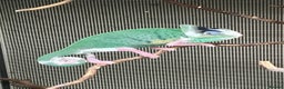Chameleon reptiles for sale: Yemen Chameleon Babies, Normals & Pieds - Advert 11