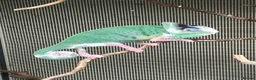 Chameleon reptiles for sale: Yemen Chameleon Babies, Normals & Pieds - Advert 11