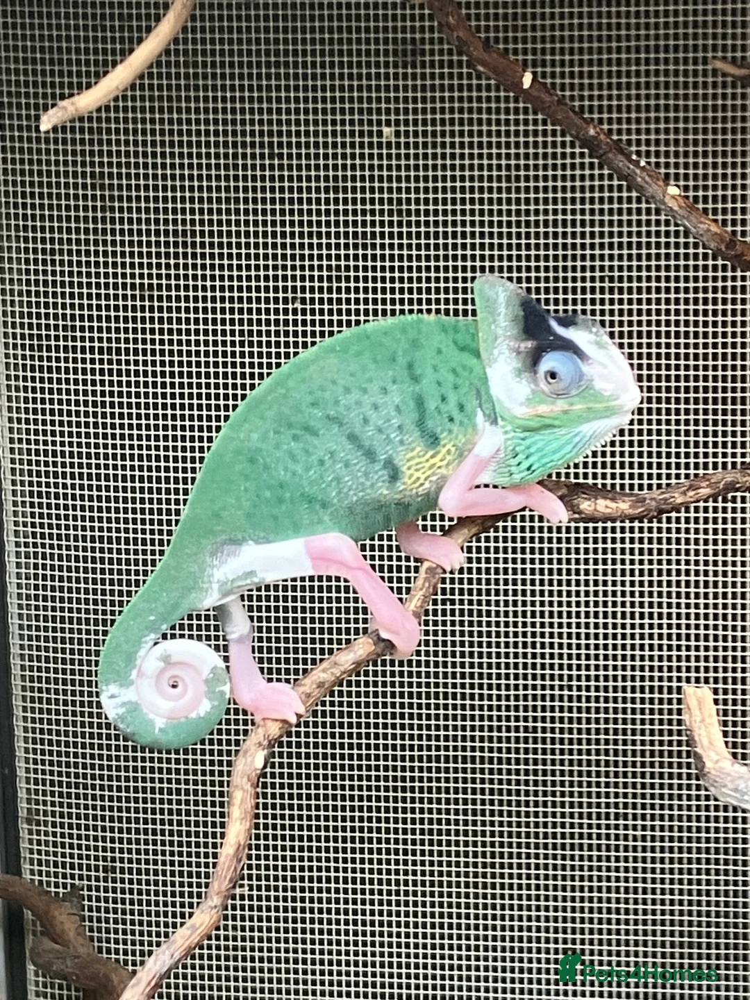 Chameleon reptiles for sale: Yemen Chameleon Babies, Normals & Pieds - Advert 11