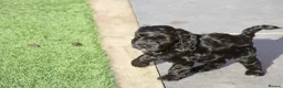 Cockapoo dogs for sale: Pretty little princess. - Advert 4
