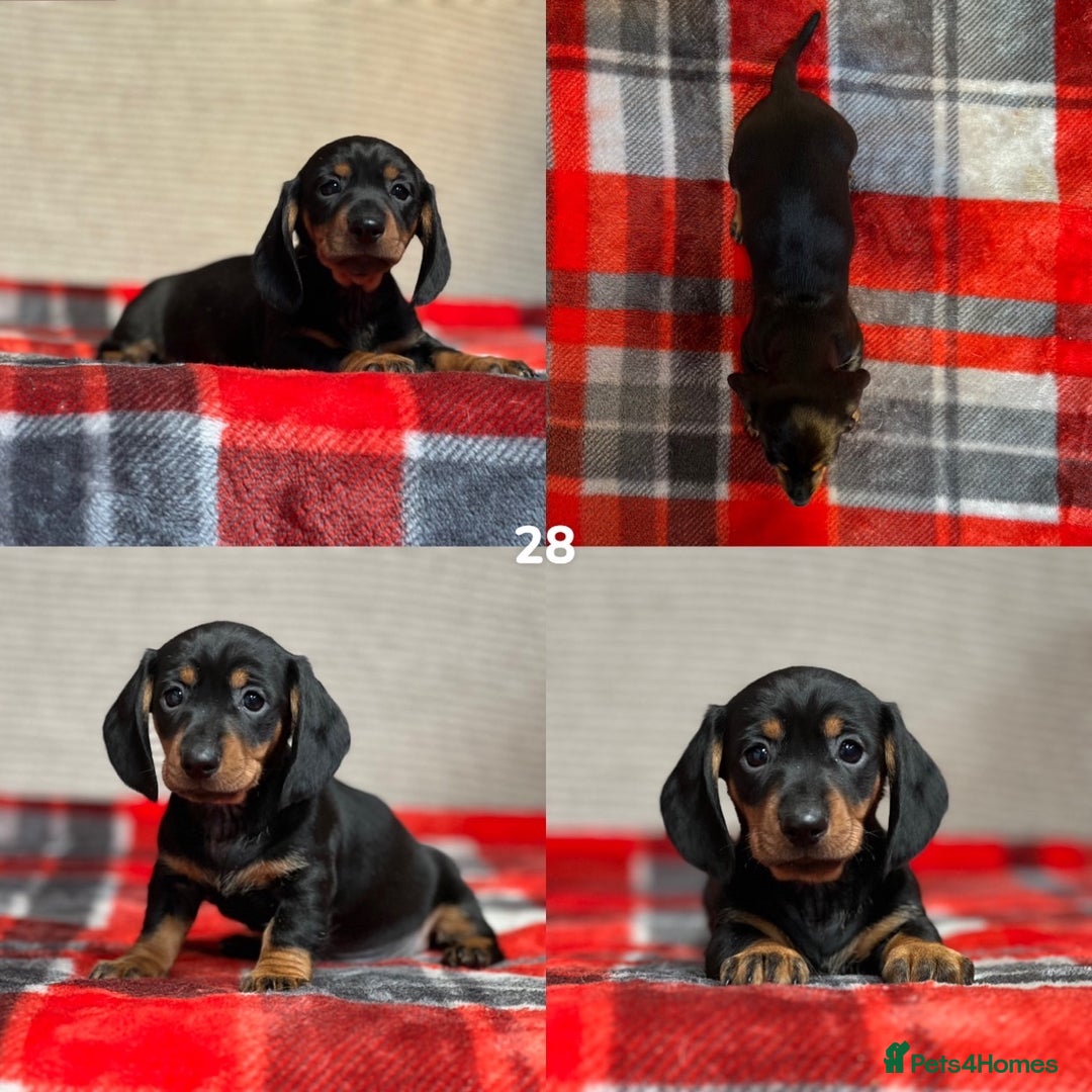 Miniature Dachshund dogs for sale: STUNNING DACHSUND PUPPIES  - Image 20