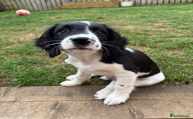English Springer Spaniel dogs in Thirsk - Advert 3