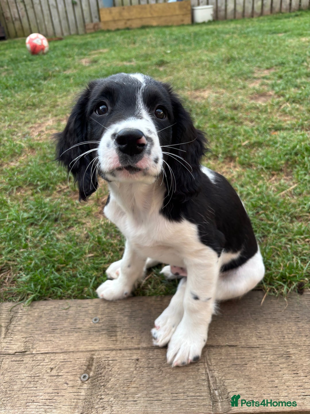 English Springer Spaniel dogs for sale: Beautiful KC Reg ESS Ready to Home. Only One Left! in Thirsk - Image 1