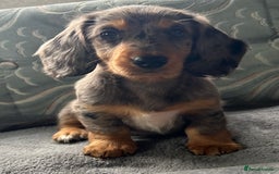 Dachshund dogs for sale: LONG HAIRED  KC REG  DACHSHOUNDS - Image 5