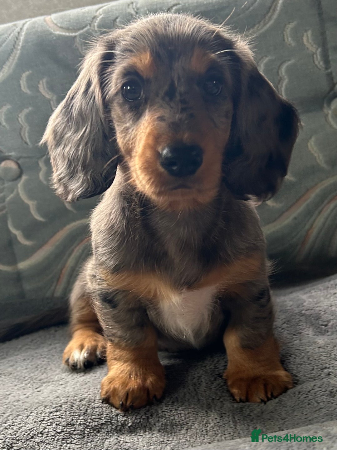Dachshund dogs for sale: LONG HAIRED  KC REG  DACHSHOUNDS - Image 5
