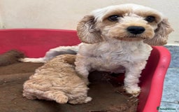 Cavapoo dogs for sale: Florence F1b Golden Cavapoo Girl - Image 6