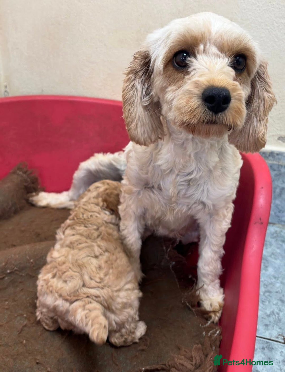 Cavapoo dogs for sale: Florence F1b Golden Cavapoo Girl - Image 6