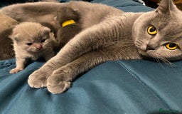 British Shorthair cats for sale: British short and long haired kittens GCCF  - Image 7
