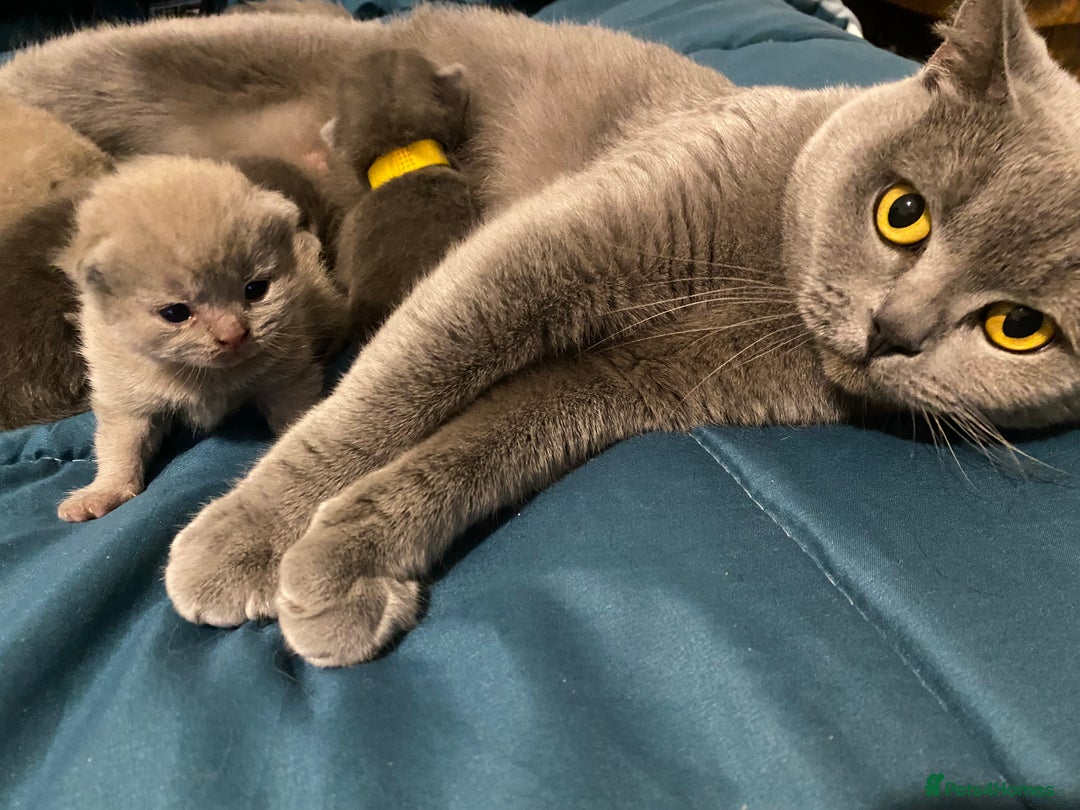 British Shorthair cats for sale: British short and long haired kittens GCCF  - Image 7