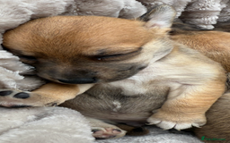 Jack Russell dogs for sale: Beautiful litter of jack Russell puppies  - Image 9