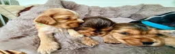 Cocker Spaniel dogs for sale: Outstanding show cocker spaniels - KC in Leicester - Advert 12
