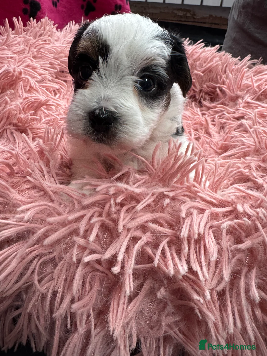 Mixed Breed dogs for sale: Parson Russell X mini Biewer rough coated pups  - Advert 14