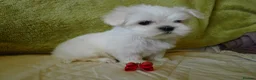 Maltese dogs for sale: KC MALTESE Puppies Males and Female in Bristol - Advert 8
