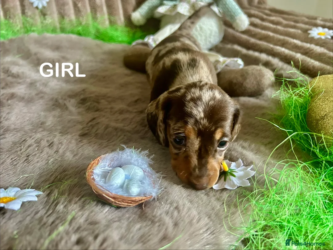 Dachshund dogs for sale: Dachshund Puppies   - Advert 22