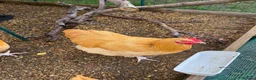 Chickens poultry for sale: 2 Buff Orpington Cockerels - Advert 4