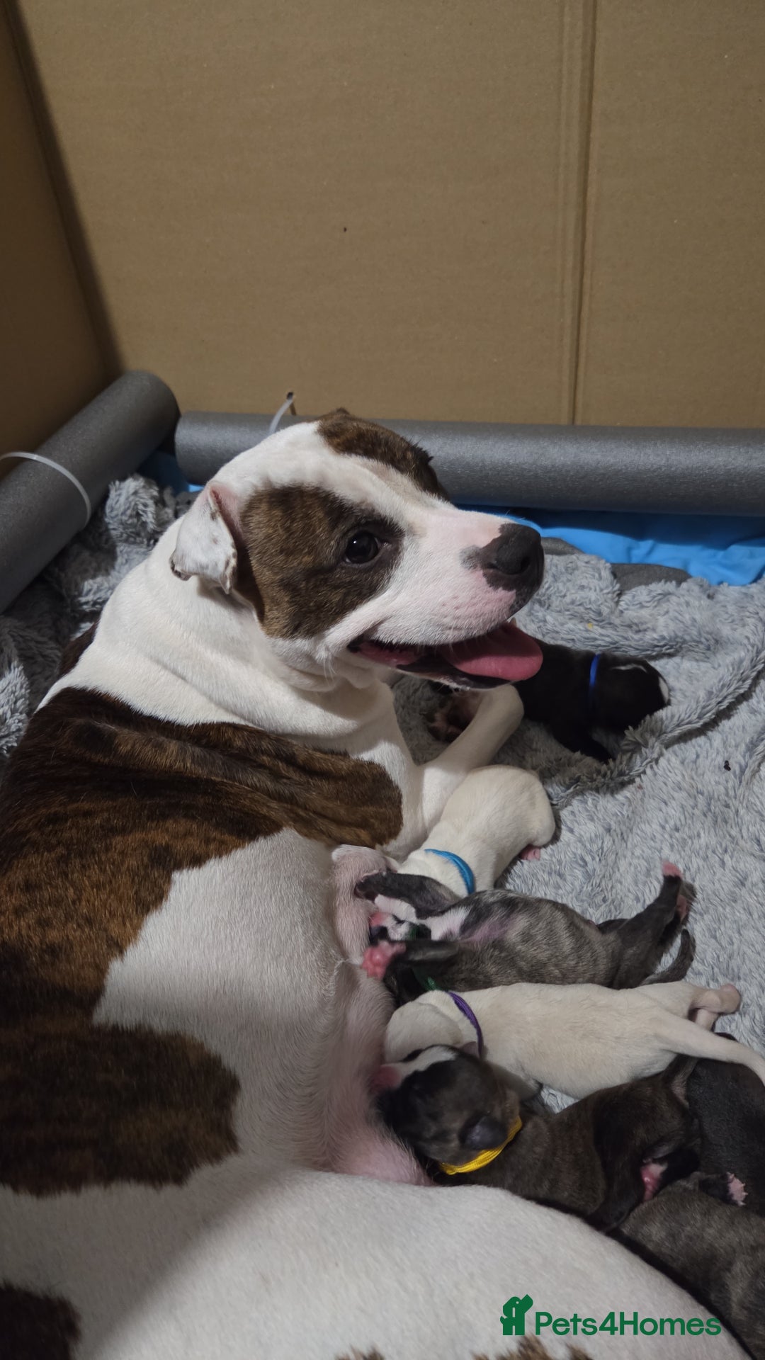 Mixed Breed dogs for sale: Staffy + cane course - Advert 12