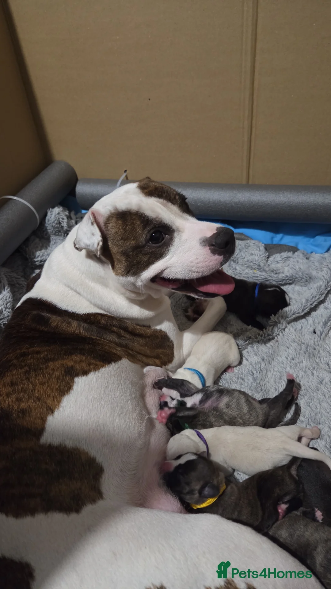 Mixed Breed dogs for sale: cane course + staffy  - Advert 6