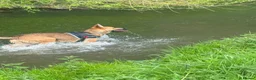Mixed Breed dogs for sale: Rare Crossbreed Bulldog x Belgian Shepherd Puppies in Swanley - Advert 11