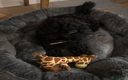 Shihpoo dogs for sale: Shihpoo puppy - Advert 4