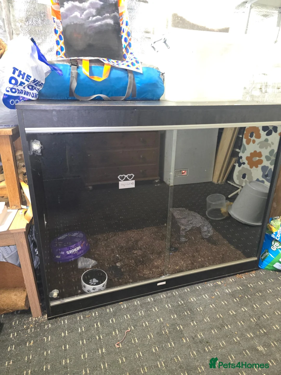 Corn Snake reptiles for sale: 1.0 Hypo Shatter - "rare" Corn Snake & vivarium - Advert 2