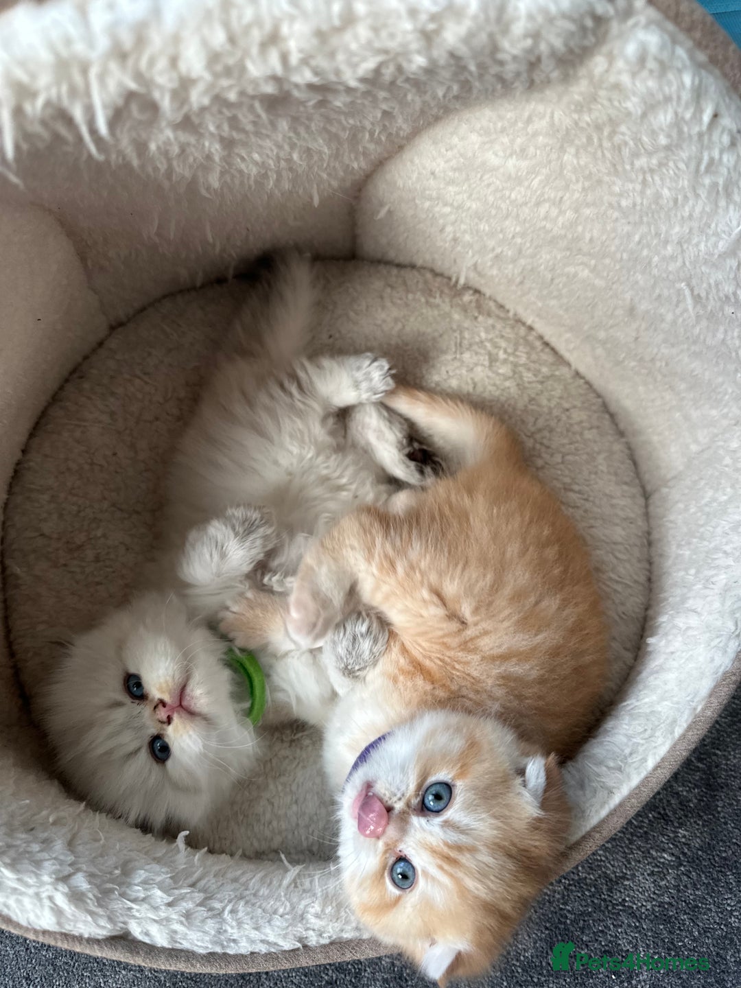 Scottish Fold cats for sale: Scottish fold Kitten Healthy &Loving - Advert 18