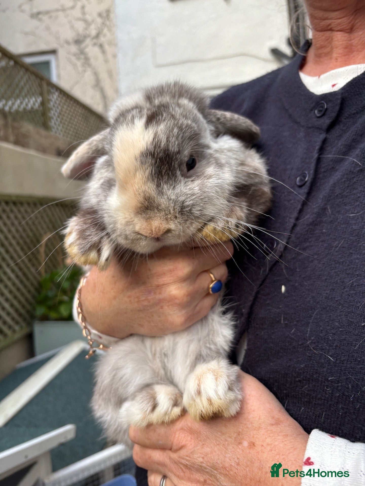 Mini Lop rabbits Mini lop rabbit - Advert 1