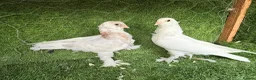 Pigeons birds for sale: Beautiful Quality Pigeons Healthy & Well Cared For - Advert 17