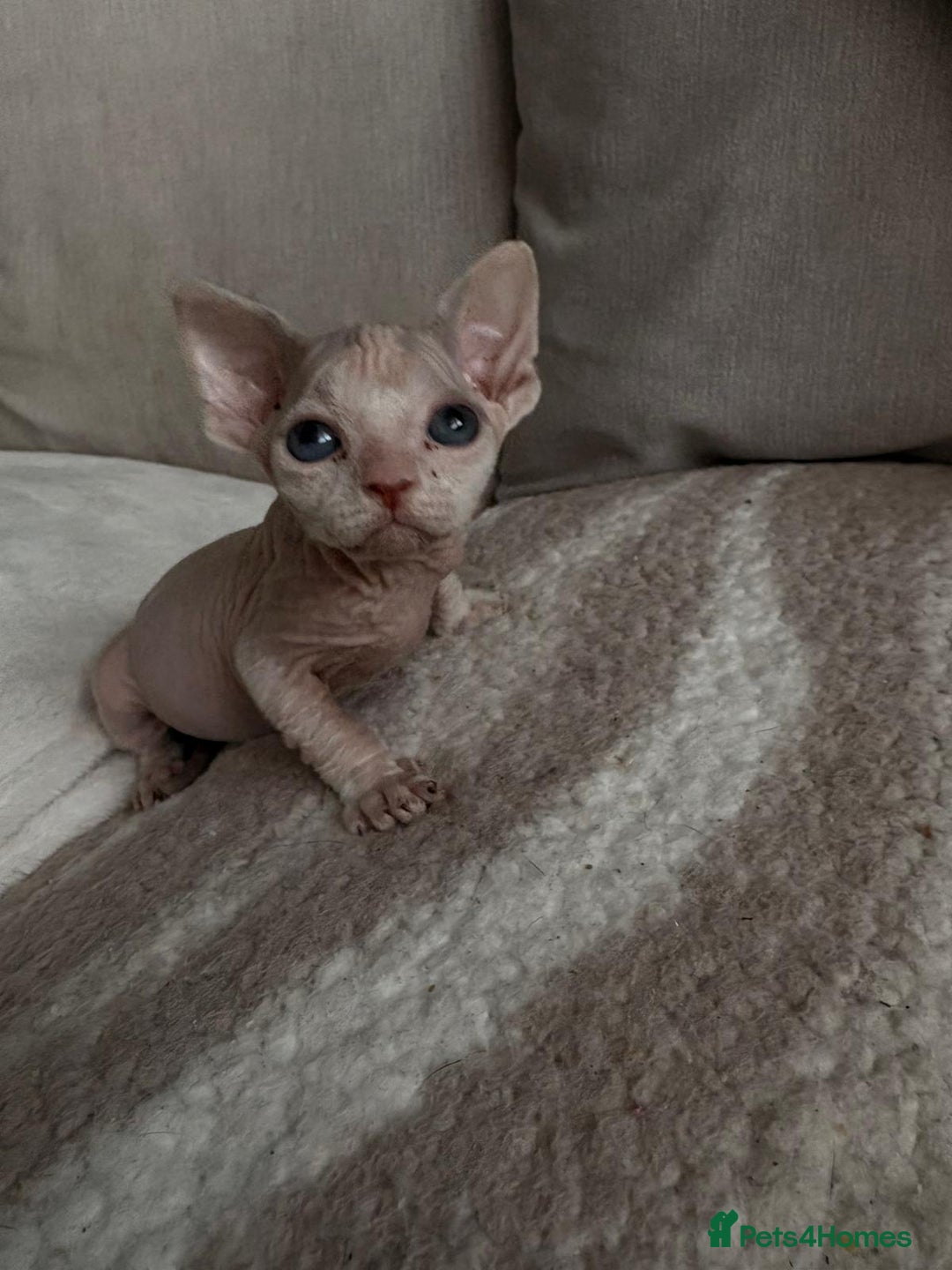 Sphynx cats for sale: Sphynx kitten £350 - £450 - Advert 9